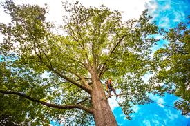 Best Arborist Consultation Services  in Shepherdstown, WV