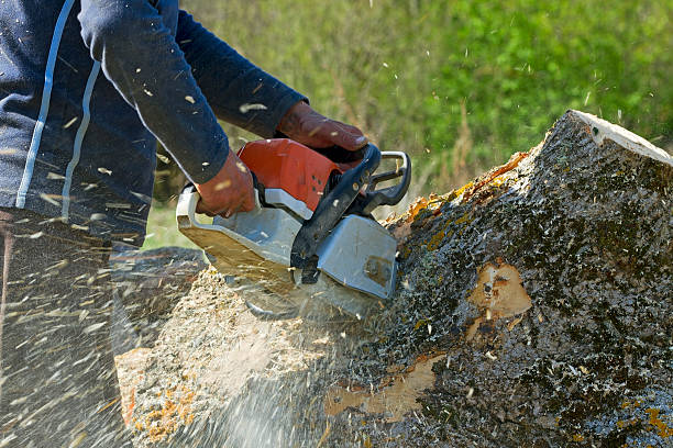 Reliable Shepherdstown, WV Tree Services Solutions