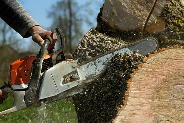 Best Fruit Tree Pruning  in Shepherdstown, WV